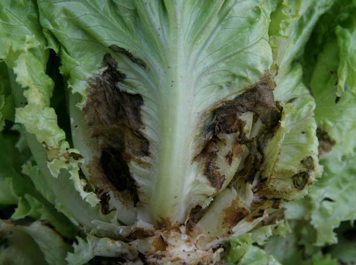 Des lésions brunes situées de chaque coté de la nervure principale sont bien visibles sur le limbe de cette feuille de salade. <b><i>Thanatephorus cucumeris</i></b> (<i>Rhizoctonia solani</i>, pourriture basale, bottom rot).