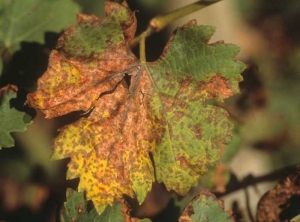 Ce type de symptôme, appelée 'mildiou mosaïque', provoqué par <b><i>Plasmopara viticola </i></b>sur feuille de vigne, est ici à un stade avancé : les tâches disparates se rejoignent et deviennent nécrotiques. 