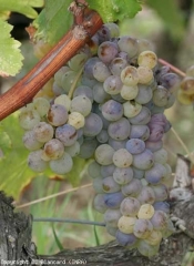 Début d'attaque de <b>Pourriture noble</b> sur cépage sauvignon. Bleuissement des baies (grappe entière)  <i>Botrytis cinerea</i>