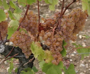 Début d'attaque de <b>Pourriture noble</b> sur cépage sémillon. Faciès tigré (ensemble de grappes). <i>Botrytis cinerea</i>