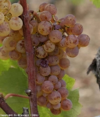 Attaque de <b>Pourriture noble</b> sur cépage sémillon. Evolution du faciès tigré (grappe entière). <i>Botrytis cinerea</i>