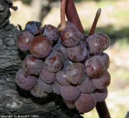 Evolution d'une attaque de <b>Pourriture noble</b> sur cépage sémillon. Grappe caractéristique au stade 'pourri plein'. <i>Botrytis cinerea </i>