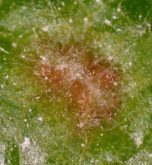 Ostiole d'une galle située à la face supérieure du limbe par laquelle sortiront les jeunes larves de <i><b>Daktulosphaira vitifoliae</b></i> (phylloxera)