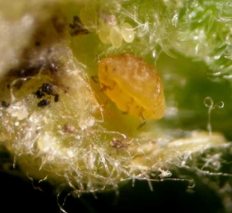 Femelle de <i><b>Daktulosphaira vitifoliae</b></i> et ses oeufs dans une galle de phylloxera.