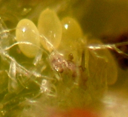 Phylloxera_Vigne4