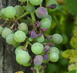 Sur certaines baies, des taches brunes à noirâtres, déprimées 'en coup de pouce', peuvent être observées. Quelques unes  d'entre-elles sont plus ou moins ratatinées. <b><i>Plasmopara viticola</i></b> (Mildiou, « <b>rot brun</b> » )