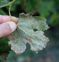 Sporulation généralisée à la face inférieure du limbe. <b><i>Plasmopara viticola</i></b> (mildiou)