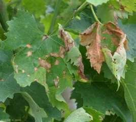 Des taches nécrotiques plus ou moins étendues  confluent et envahissent ces feuilles de vigne, entraînant à terme leur mort. <i><b>Guignardia bidwelli</b>i</i> (black rot)