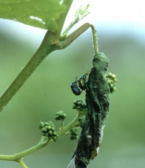 Adultes de cigarier. <i><b>Byctiscus betulae</b></i>