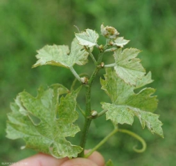 Rameau possédant des entre noeuds très courts liés à la présence de <i><b>Calepitrimerus vitis</b></i>. Ce symptôme n'est pas sans rappeler celui du court noué. (acariose)