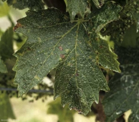 Cette feuille de vigne est parsemée de quelques petites taches angulaires pouvant atteindre 3 mm de diamètre. Leur teinte est brune à noire, certaines sont entourées d'un halo chlorotique plus ou moins marqué. <i><b>Xylophilus ampelinus</b></i> (Nécrose bactérienne).