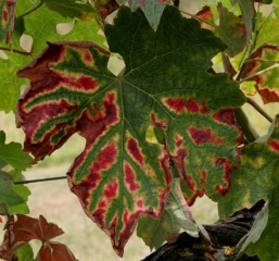 Rougissement caractéristique d'une feuille de vigne par l'<b>esca</b>.