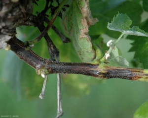 Ce sarment est ceinturé à sa base, sur plusieurs centimètres, par une lésion superficielle noire aux reflets bleuâtres. <b><i>Phomopsis viticola</i></b> (excoriose)