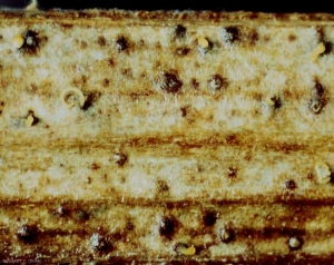 Plusieurs pycnides noires sont bien visibles sur cette portion de bois blanchi. Un cirrhe jaune plus ou moins enroulé est visible sur certaines d'entre-elles. <b><i>Phomopsis viticola</i></b> (excoriose)