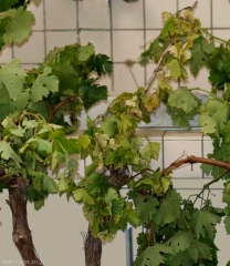 Ce pied de vigne atteint de pied noir présente un feuillage chlorotique. <i><b>Ilyonectria liriodendri</b></i>