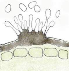 Formation des conidies de la forme anamorphe d'<i><b>Elsinoë ampelina</b></i> (anthracnose)