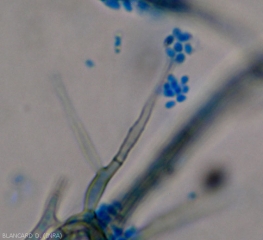 A l'extrémité de ce conidiophore se sont formées plusieurs conidies hyalines, oblongues-ellipsoïdes à allantoïdes. <b><i>Phaeoacremonium aleophilum</i></b> 