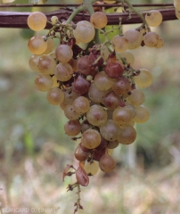 Symptômes de pourriture sur baies de raisin de cépage blanc. <b>pourriture acide</b>. 