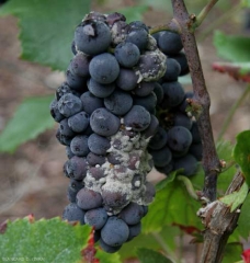 Sur cépage noir, <b><i>Botrytis cinerea</i></b> entraine une pourriture des baies de couleur brun-rougeâtre. A cela s'ajoute la présence d'une moisissure grise caractéristique à la surface de celles-ci. <b><i>Botrytis cinerea</i></b> (pourriture grise)