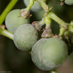 Cette baie de raisin, terne et couverte par un duvet blanchâtre,  est entièrement colonisée par l'oïdium de la vigne, <b><i>Erysphe necator</i></b>.