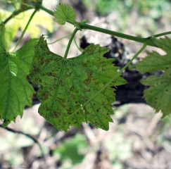 De nombreuses lésions nécrotiques brunes, internervaires, matérialisent les effets de la toxine d'<i><b>Eutypa lata</b></i> sur la vigne (eutypiose)