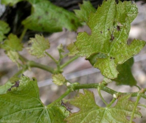 Sur les ceps affectés par <i><b>Eutypa lata</b></i>, les jeunes feuilles sont plus petites et chlorotiques, déformées, et parfois nécrosées. (eutypiose)