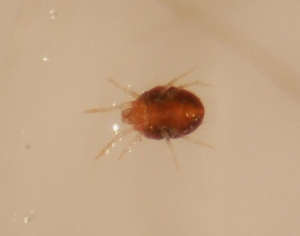 Femelle adulte de <i><b>Panonychus ulmi</b></i>. (araignée rouge)
