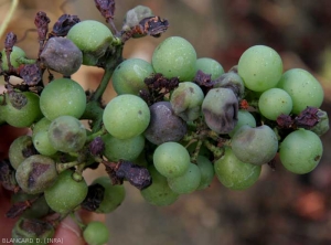 Aspect du rot brun sur baies de raisin. <b><i>Plasmopara viticola</i></b> (mildiou)