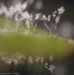 Forte concentration de sporangiophores sur le limbe d'une feuille de vigne. <b><i>Plasmopara viticola</i></b>. (mildiou)