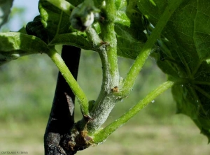 Exemple de symptômes de type drapeau  sur vigne. On peut constater que l'oïdium sporule abondamment sur cette jeune pousse. <i><b>Erysiphe necator</b></i>