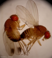 Adultes mâle (à gauche) et femelle (à droite) de <i><b>Drosophila suzukii</b></i> (bioagresseur émergent) à ne pas confondre avec ceux des autres drosophiles associées à la pourriture acide.