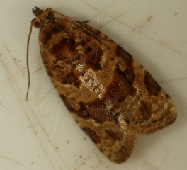 Les ailes antérieures de la petite tordeuse de la grappe sont de couleur ocre clair et présentent une large bande transversale brune ferrugineuse et une petite tache brune sur l'angle antérieur de l'aile.