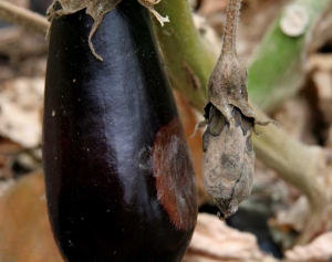 Un fruit déjà contaminé par <i><b>Botrytis cinerea</b></i> a permis à ce dernier de coloniser par contact le fruit voisin (moisissure grise, grey mold)