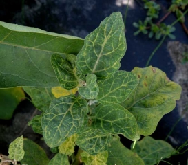 <b>Virus de la marbrure et du rabougrissement de l'aubergine</b> (<i>Eggplant mottled dwarf virus</i>, EMDV) sur aubergine7