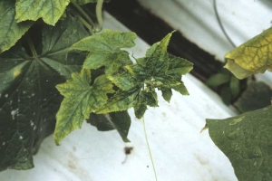 Apex en rosette d'un plant de concombre : l'arrêt de croissance de la tige est consécutif à une infection virale. </b>Virus de la mosaïque du concombre </b>(<i>Cucumber mosaic virus</i>, CMV)

