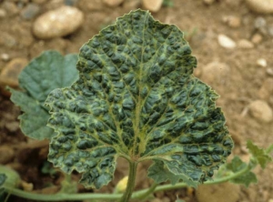 Gaufrage régulier et généralisé à l'ensemble du limbe, sur feuille de melon. </b>Complexe de virus </b>(<i>Zucchini yellow mosaic virus </i>, ZYMV; <i>Cucumber mosaic virus </i>, CMV et <i>Watermelon mosaic </i>2 <i>virus</i>, WMV-2)
