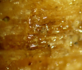 Grâce à une loupe binoculaire et un peu d'expérience on peut observer les caractéristiques chlamydospores de <i><b>Thielaviopsis basicola</b></i> sur et dans les tissus altérés. (pourriture noire)
