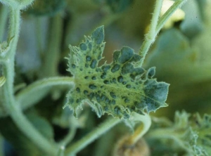 Feuille très découpée et couverte de cloques très prononcées. </b>Virus de la mosaïque jaune de la courgette</b> (<i>Zucchini yellow mosaic virus</i>, ZYMV).

