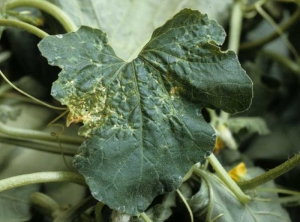 Cette feuille de melon a été brûlée localement à la suite d'un traitement ; les lésions nécrotiques formées sont à l'origine de la déformation du limbe. <b>Phytotoxicité</b>
