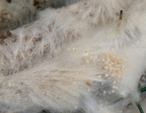 Aspect du mycélium d'<b><i>Athelia rolfsii</i></b> tel qu'on peut le voir se développer sur le sol ou les tissus végétaux altérés. Plusieurs trames mycéliennes blanchâtre s'entremêlent, de jeunes sclérotes sont en cours de formation.