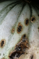 Les taches déprimées ont tendance à cicatriser en périphérie ; leur centre est couvert par un feutrage d'abord gris puis vert sombre à noir. <i></b>Cladosporium cucumerinum</b></i>