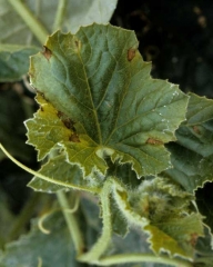 Taches brunes, petites et nécrotiques sur feuille de melon. </b><i>Cladosporium cucumerinum</i></b>