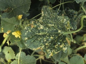 De nombreuses lésions nécrotiques beiges à brunes couvrent et déforment le limbe de cette feuille de melon, certaines sont situées le long des nervures. <b>Phytotoxicité</b> 