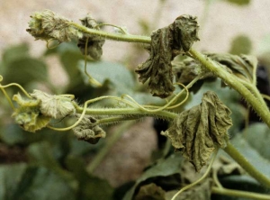 Apex d'un plant de melon flétrissant puis se nécrosant ; parfois une nécrose superficielle marron se développe sur une partie de la tige et des pétioles. <b>Virus de la mosaïque jaune de la courgette </b>(<i>Zucchini yellow mosaic virus</i>, ZYMV)