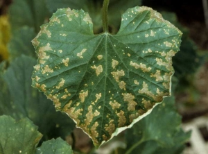 Des lésions nécrotiques inter-nervaires beiges, d'aspect sec et de forme irrégulière, sont visibles sur cette feuille de melon. <b>Crown blight</b>