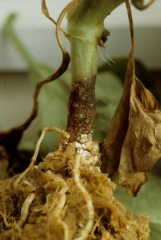 Une lésion sombre à noire, humide, diffuse  en périphérie, ceinture le collet de ce pied de melon. (<b>Oomycète</b>)