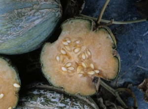 La chair des fruits est marbrée et de consistance beaucoup plus ferme que la normale. <b>Virus de la mosaïque jaune de la courgette </b>(<i>Zucchini yellow mosaic virus</i>, ZYMV)