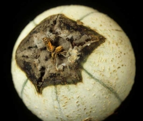 Une pourriture humide et noire envahit l'extrémité stylaire de ce melon. Celle-ci est partiellement couverte par la moisissure grise plutôt dense de <i><b>Botrytis cinerea</b></i> qui s'est d'abord installé sur les  pièces florales restantes.