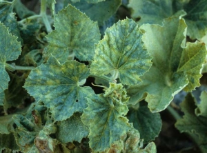 <b>Virus de la mosaïque du concombre</b> (<i>Cucumber mosaic virus</i>, CMV) et <b>virus de la mosaïque jaune de la courgette</b> (<i>Zucchini yellow mosaic virus</i>, ZYMV), melon