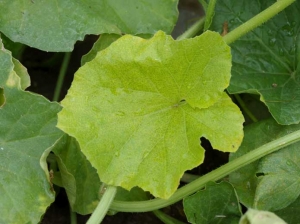 Le limbe de cette feuille de melon observée sur une plante fusariée est décoloré de façon homogène, les nervures sont également plus claires. <b><i>Fusarium oxysporum</i> f. sp. <i>melonis</i></b> (fusariose)